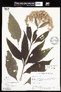 Eutrochium purpureum image
