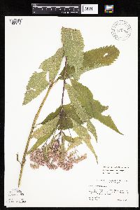 Eutrochium purpureum image