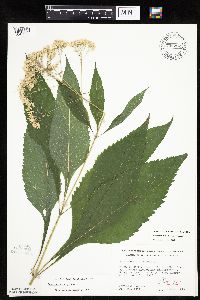 Eutrochium purpureum image