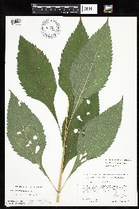 Eutrochium purpureum image