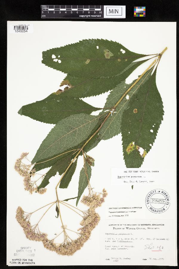 Eutrochium purpureum var. holzingeri image