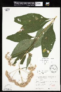 Eutrochium purpureum image