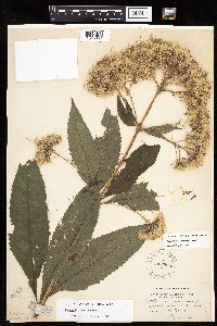 Eutrochium purpureum image