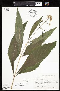 Eutrochium purpureum image