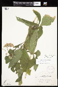 Eutrochium purpureum image