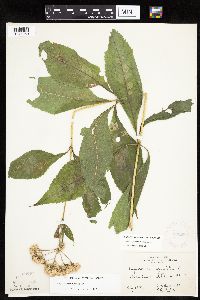 Eutrochium purpureum image