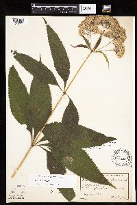 Eutrochium purpureum image