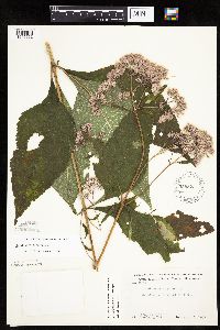 Eutrochium purpureum image