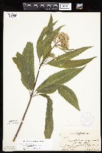 Eutrochium maculatum var. foliosum image