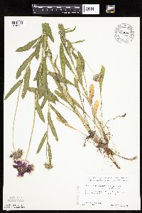 Gaillardia pulchella image