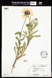 Gaillardia pulchella image