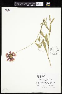 Gaillardia pulchella image