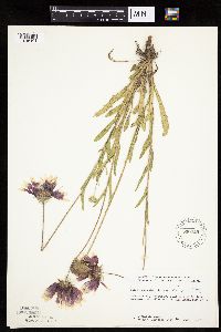 Gaillardia pulchella image