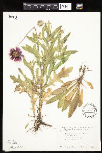 Gaillardia pulchella image