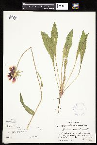 Gaillardia pulchella image