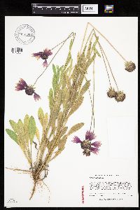 Gaillardia pulchella image