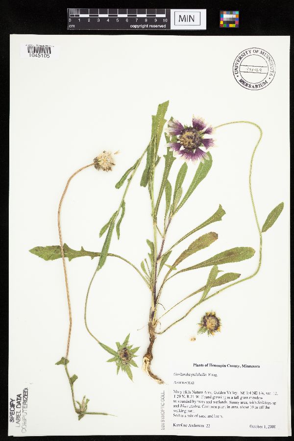 Gaillardia pulchella image