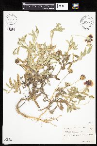 Gaillardia pulchella image