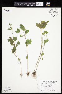 Galinsoga parviflora image