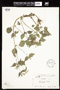 Galinsoga parviflora image