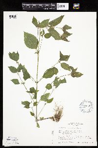 Galinsoga parviflora image