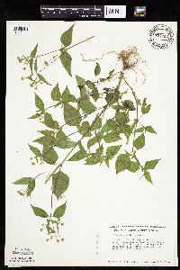 Galinsoga parviflora image