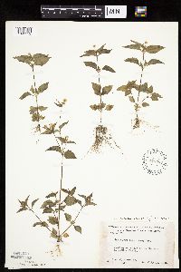 Galinsoga parviflora image