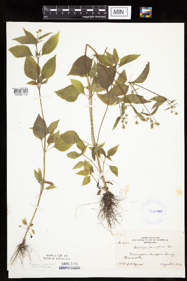 Galinsoga parviflora image