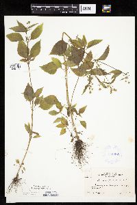 Image Associated With the Occurrence