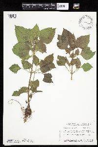 Galinsoga quadriradiata image