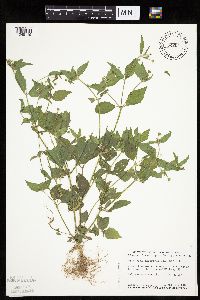 Galinsoga quadriradiata image