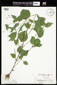 Galinsoga quadriradiata image