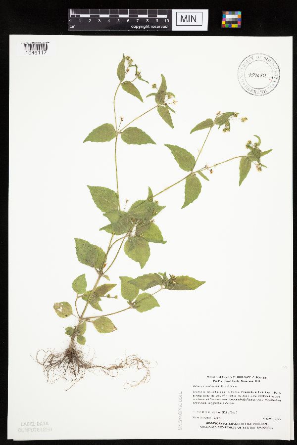 Galinsoga quadriradiata image