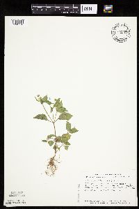 Galinsoga quadriradiata image