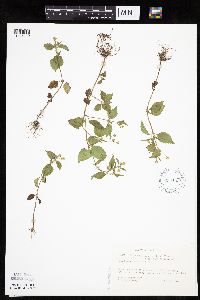 Galinsoga quadriradiata image