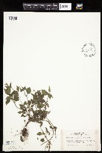 Galinsoga quadriradiata image