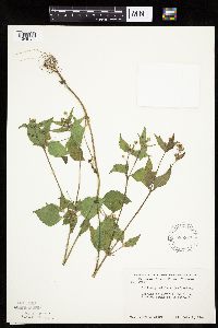 Galinsoga quadriradiata image