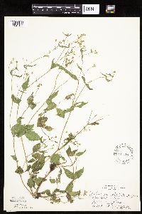 Galinsoga quadriradiata image