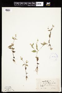 Image of Galinsoga quadriradiata