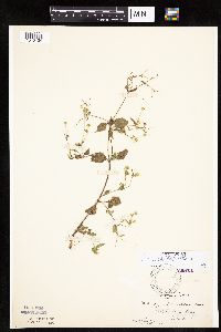 Galinsoga quadriradiata image