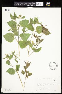 Galinsoga quadriradiata image