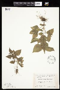 Galinsoga quadriradiata image