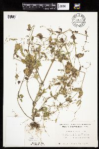 Galinsoga quadriradiata image