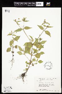 Galinsoga quadriradiata image