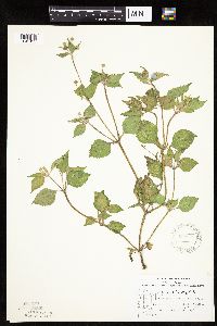 Galinsoga quadriradiata image