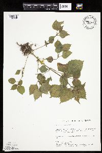 Galinsoga quadriradiata image