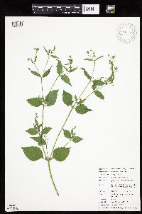 Galinsoga quadriradiata image