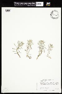 Gnaphalium uliginosum image