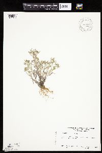 Gnaphalium uliginosum image
