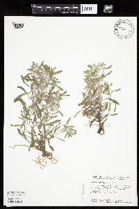 Gnaphalium uliginosum image